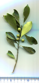 Ilex integra