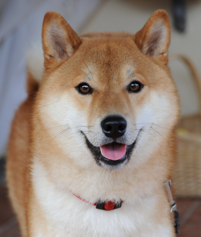 Shiba_inu_taiki