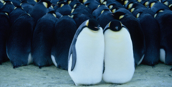 penguine