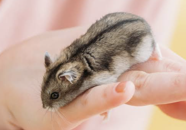 スクリーンショット 2025-01-17 19.45.39