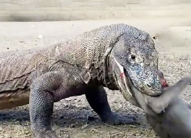 スクリーンショット 2025-02-10 16.44.34