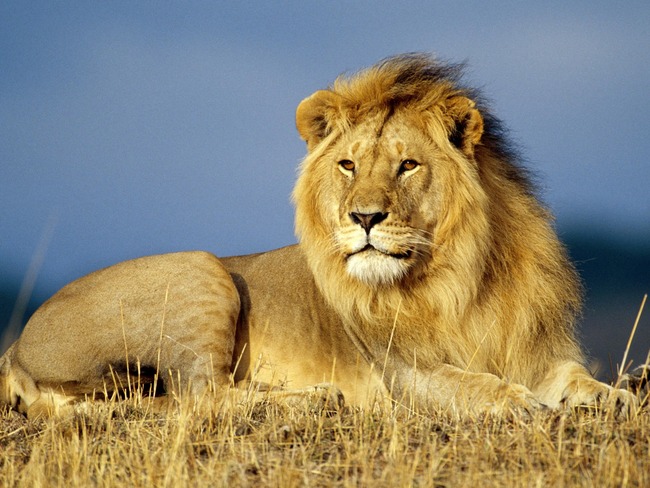 Lion-rest_1600x1200