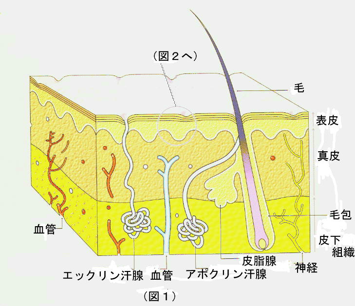 20100726ke4.jpg