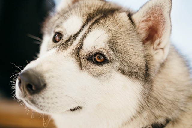 Siberian-husky2