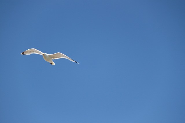 seagull-182800_640