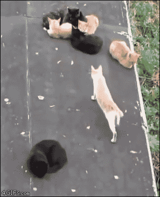 catgif-matomegif-7