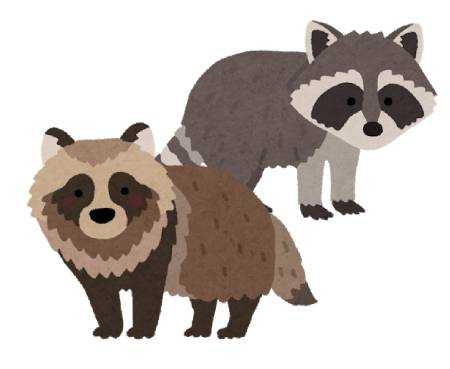animal_araiguma_side