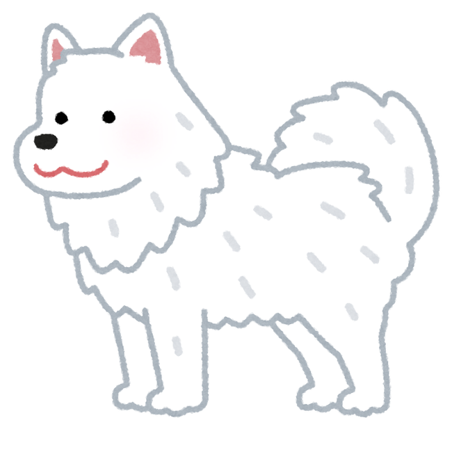 dog_samoyed