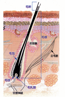 20100726ke5.gif