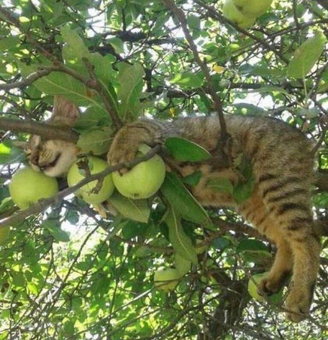 sleeping-cats-in-trees-55-5f153aaa3d60f__700