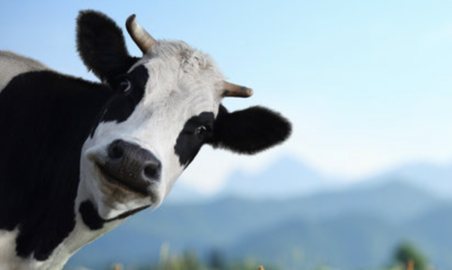 スクリーンショット 2025-01-10 13.50.12