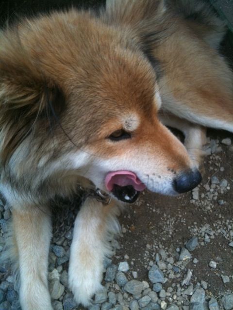 20100723inu2.jpg