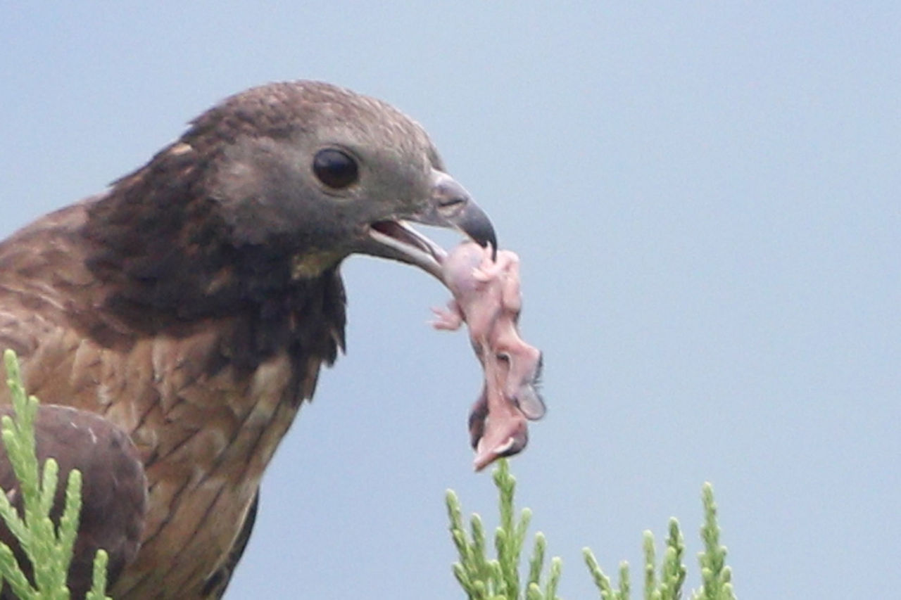 ハチクマの餌 徒然鳥