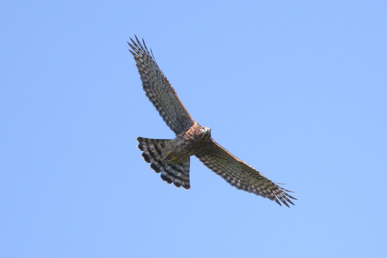オオタカ幼鳥鳴き声 : 徒然鳥