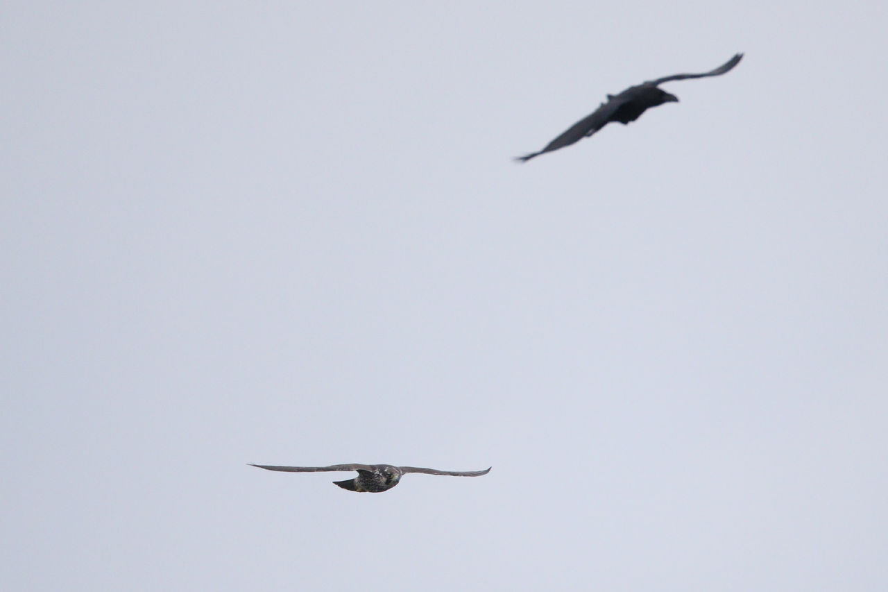 ハヤブサ カラスを襲う 徒然鳥
