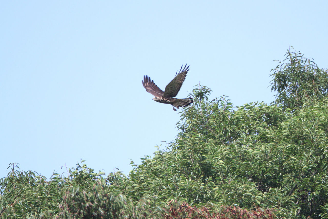 徒然鳥                bird_wings