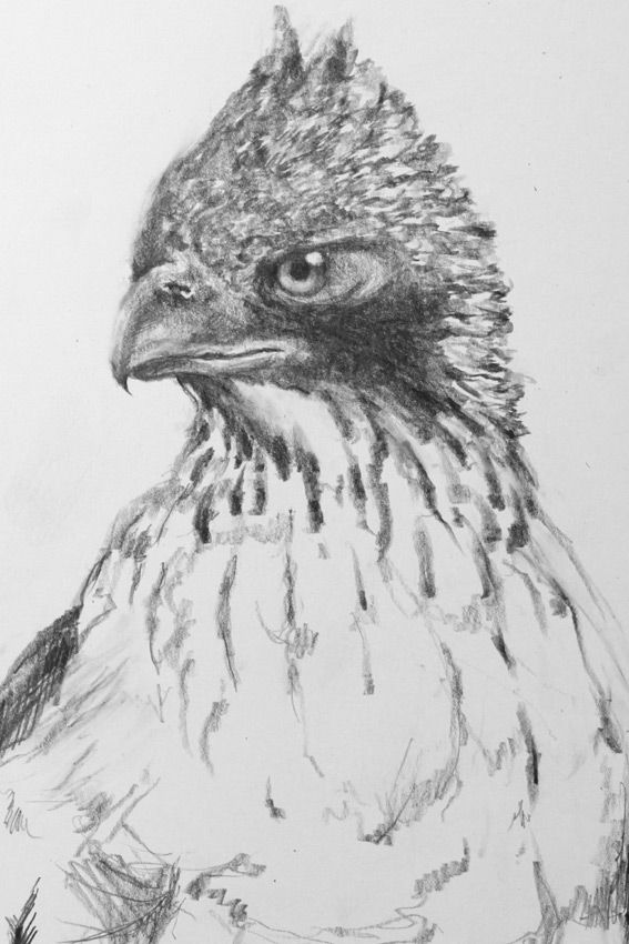 絵 徒然鳥 絵 徒然鳥