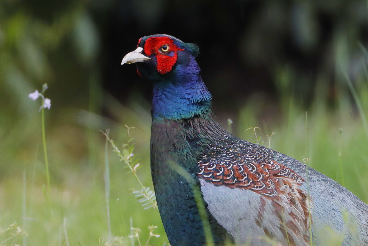 怖い顔のキジ 徒然鳥