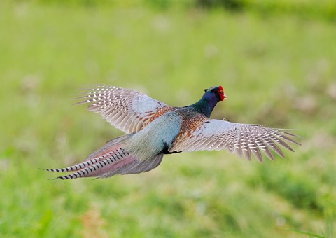 キジの飛翔 徒然鳥