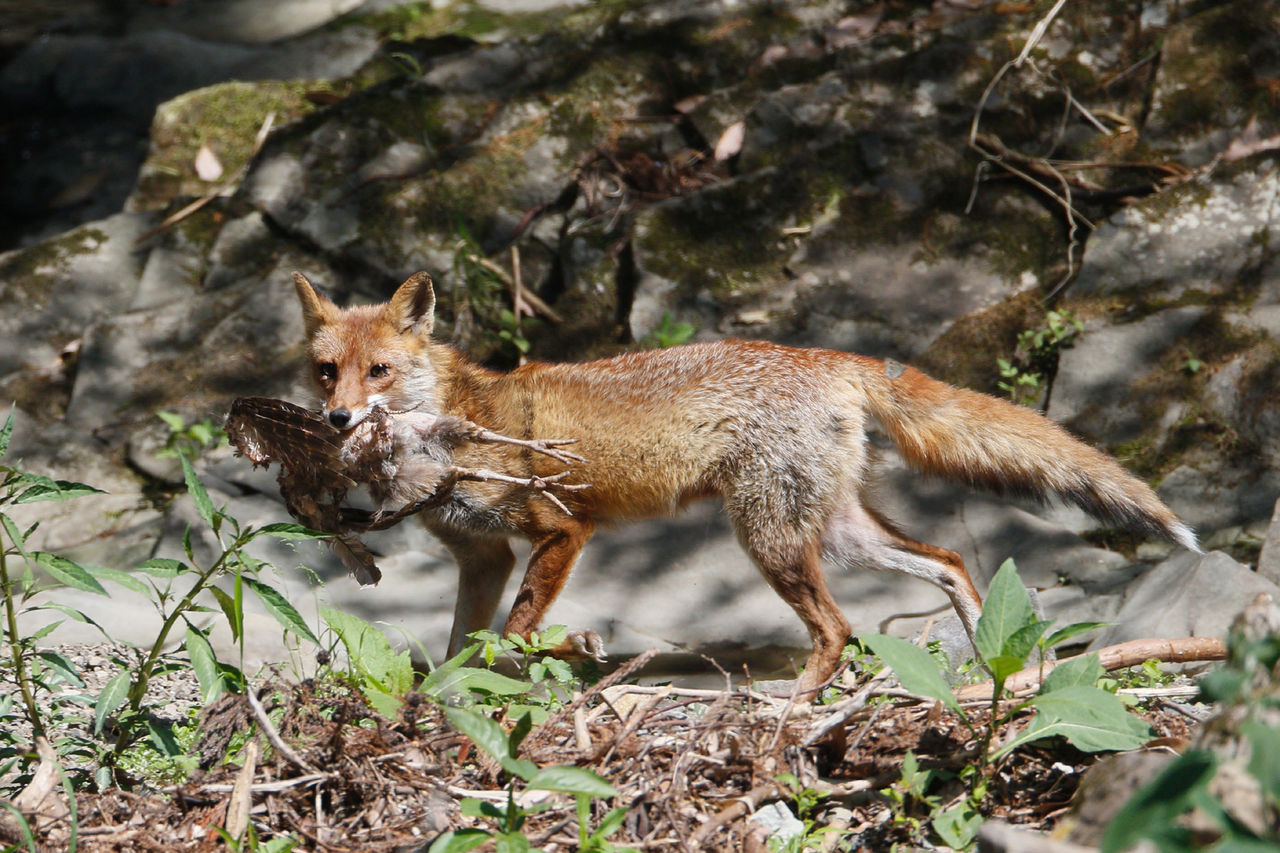 キツネ餌運び 徒然鳥