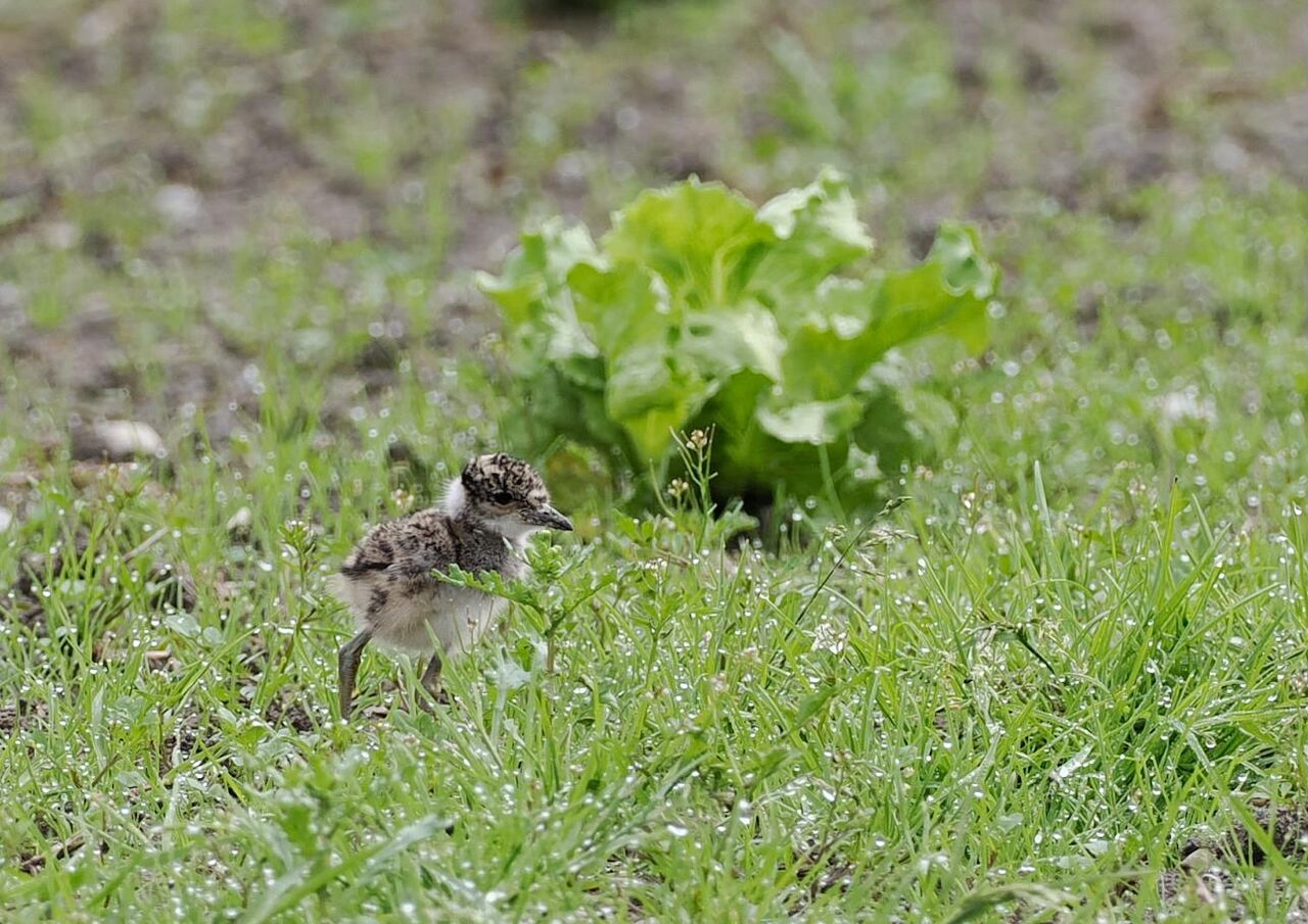 ケリ繁殖訂正 徒然鳥