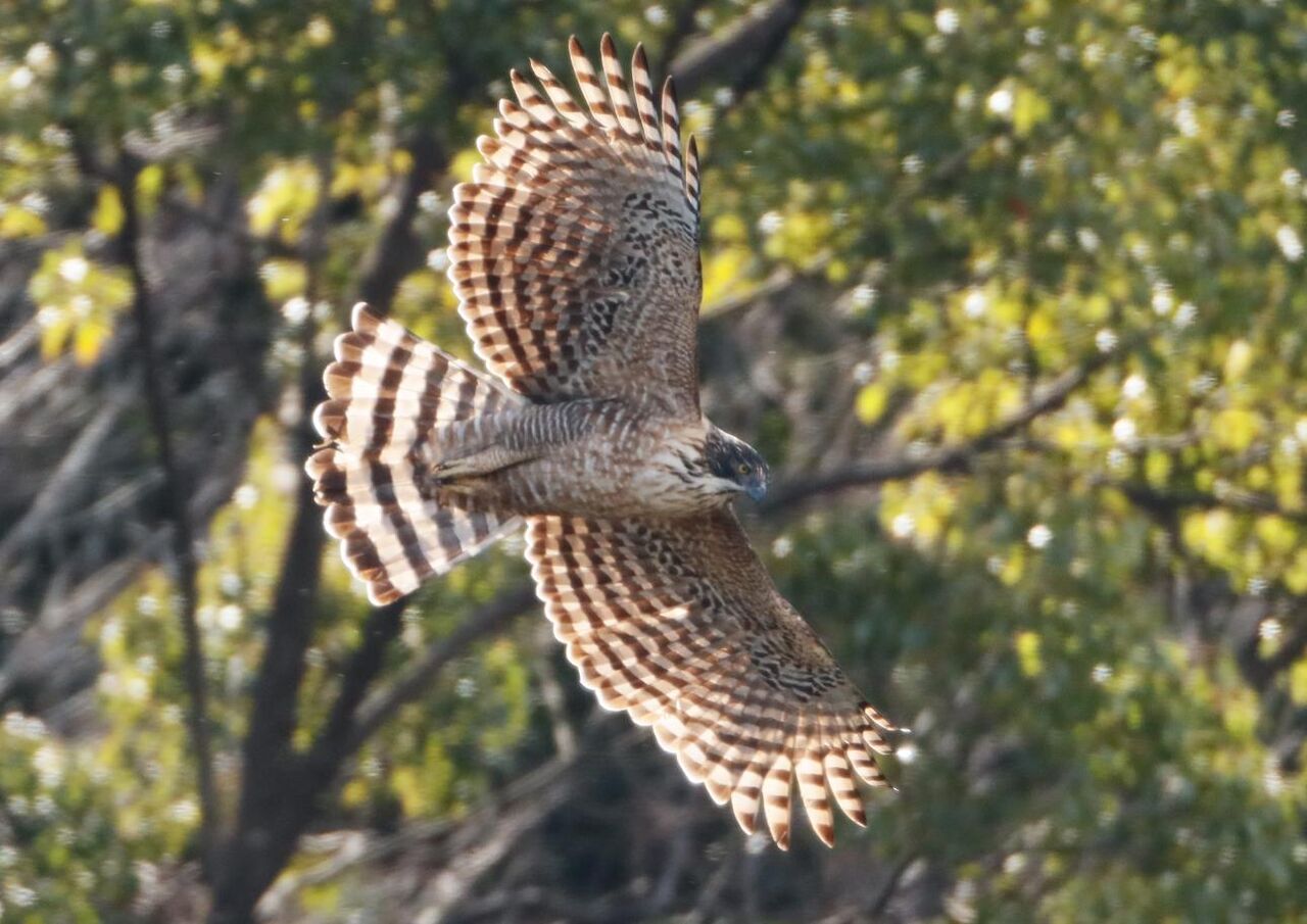 クマタカが戻ってきた 徒然鳥