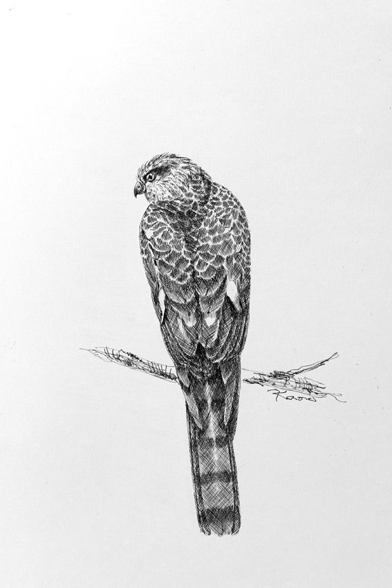 絵 徒然鳥 絵 徒然鳥