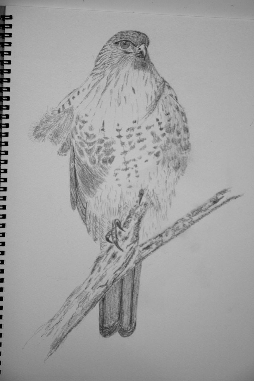 奥が深いぞ鉛筆画 徒然鳥 奥が深いぞ鉛筆画 徒然鳥