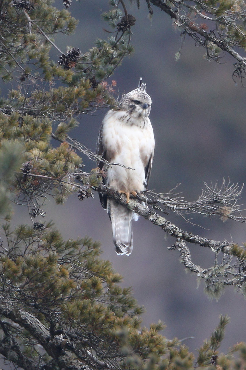 クマタカ 冠羽 徒然鳥