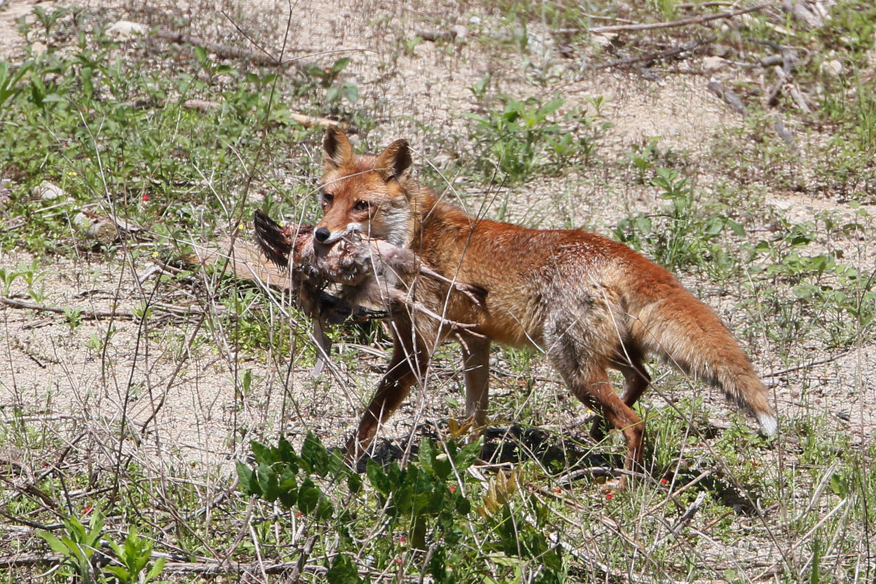 キツネ餌運び 徒然鳥