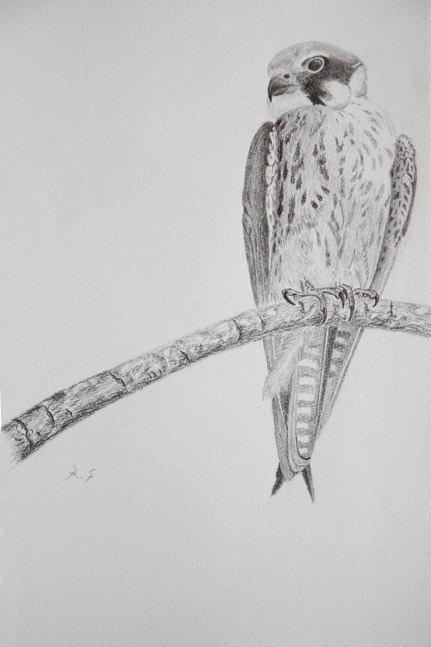 鉛筆画 徒然鳥 鉛筆画 徒然鳥