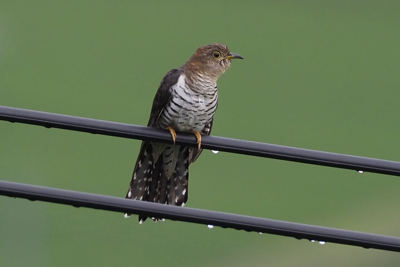 赤色ホトトギス 徒然鳥