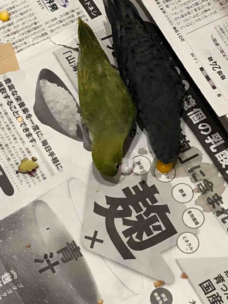 さざなみインコ 卵を食べる サザナミインコとコザクラインコの放し飼い生活 さざなみインコ 卵を食べる サザナミインコとコザクラインコの放し飼い生活