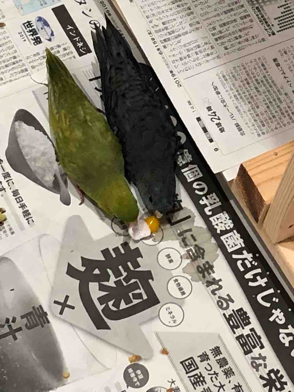さざなみインコ 卵を食べる サザナミインコとコザクラインコの放し飼い生活 さざなみインコ 卵を食べる サザナミインコとコザクラインコの放し飼い生活