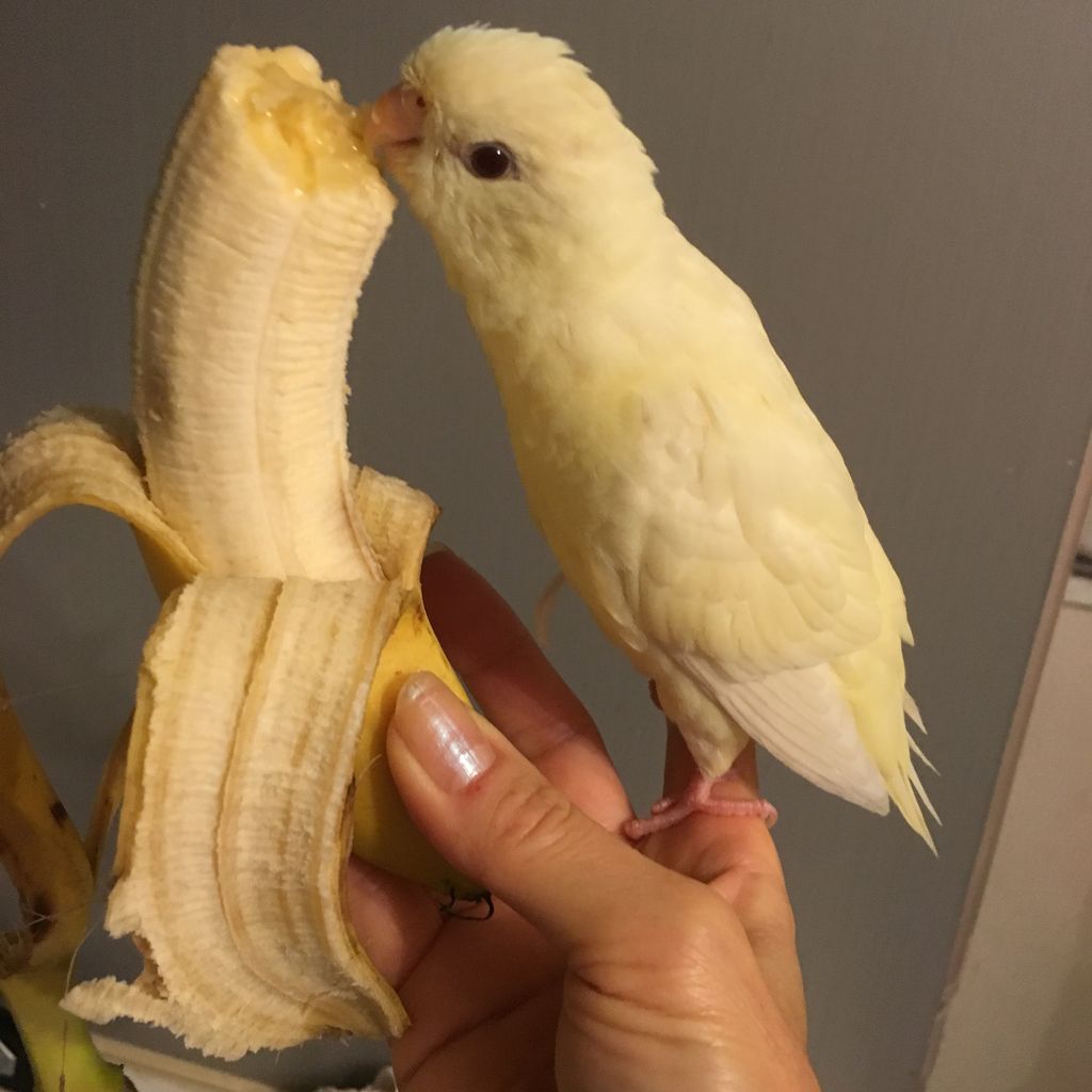 バナナが大好きなさざなみインコ サザナミインコとコザクラインコの放し飼い生活 バナナが大好きなさざなみインコ サザナミインコとコザクラインコの放し飼い生活