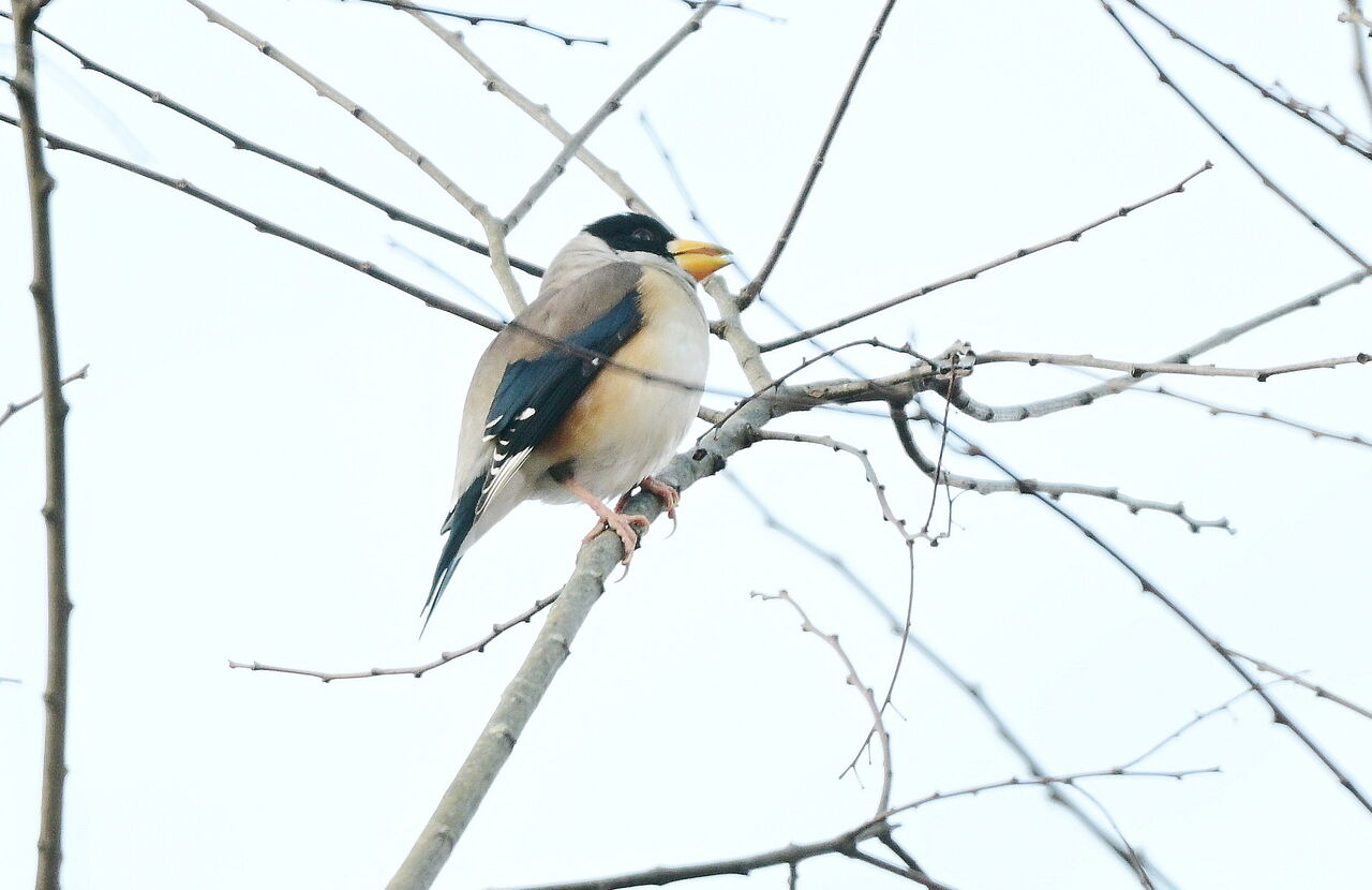 イカルとコイカル : 東京きままな探鳥日記