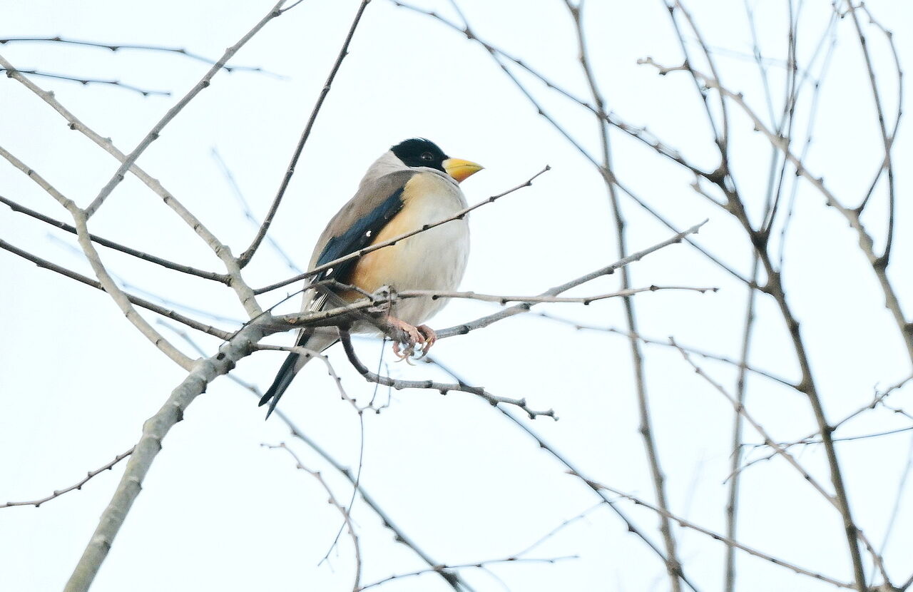 イカルとコイカル : 東京きままな探鳥日記