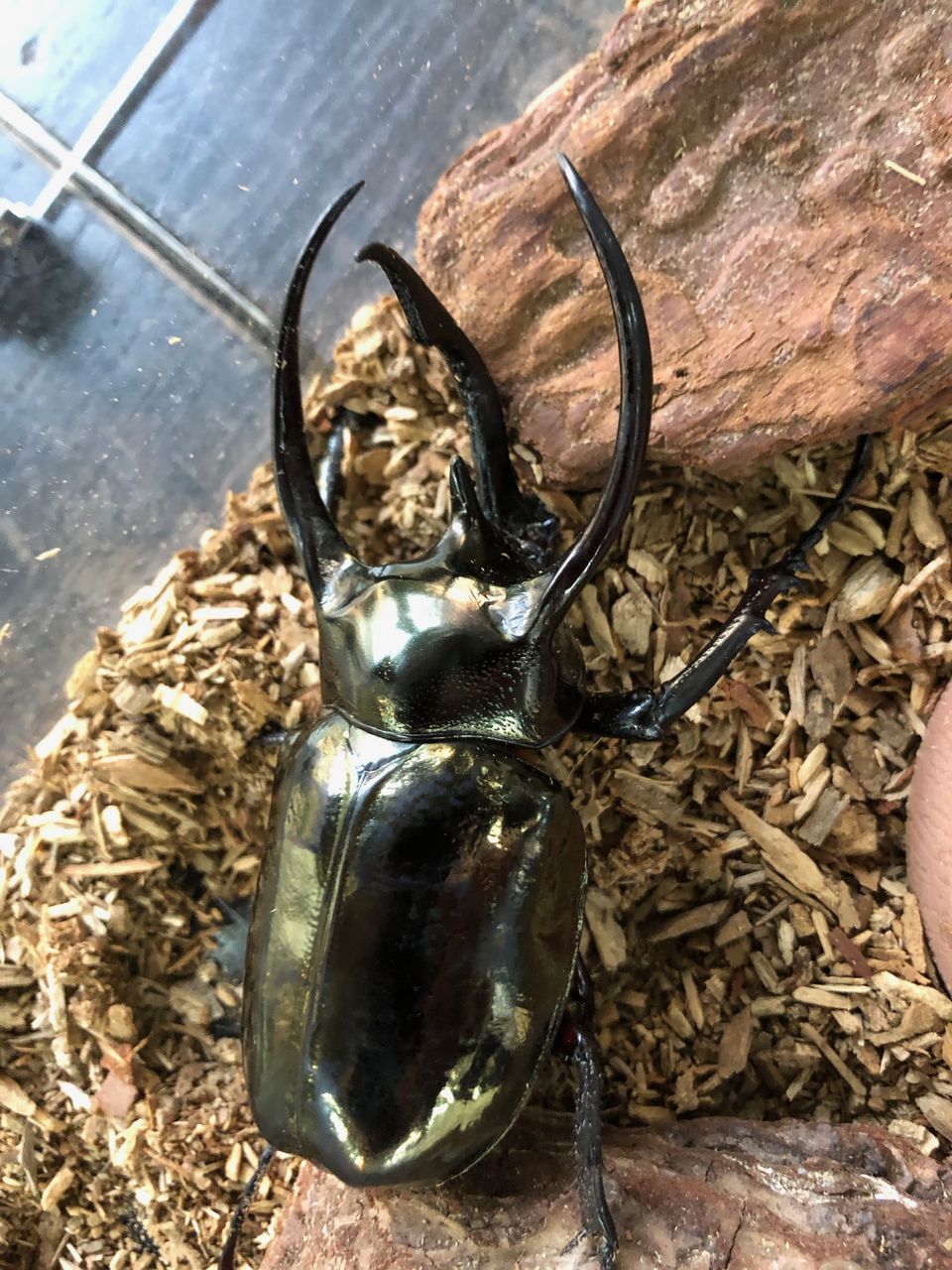 カブトムシ 音域 Article