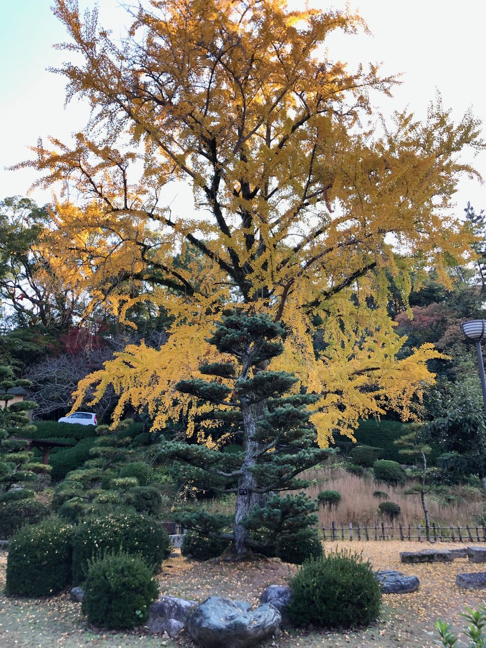 道後 温泉 ライブ カメラ