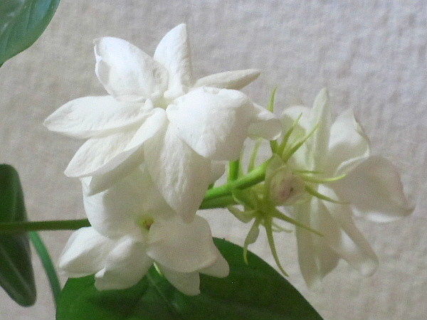 アラビアンジャスミン うたた寝の合間に