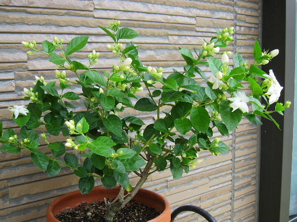 ピカケ うたた寝の合間に