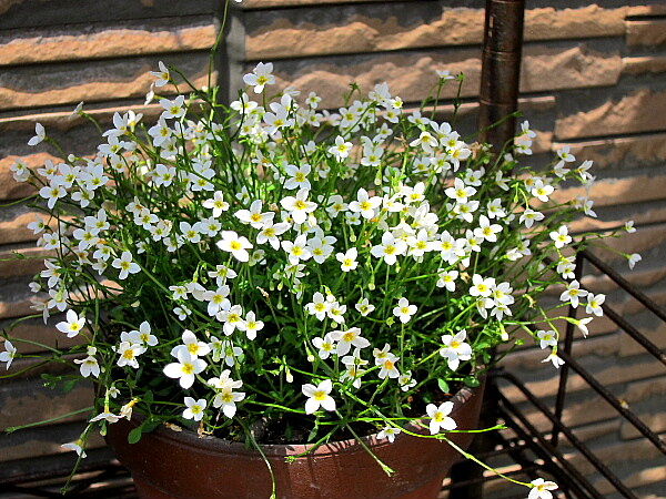 ランの植え替えと種まき発芽 うたた寝の合間に