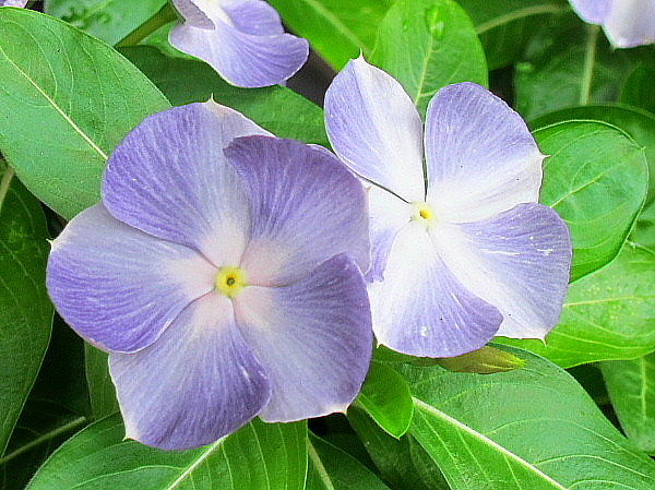 日々草と寄せ植えの花 うたた寝の合間に