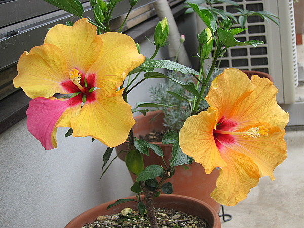 デンドロの植え替えとフウチソウ うたた寝の合間に