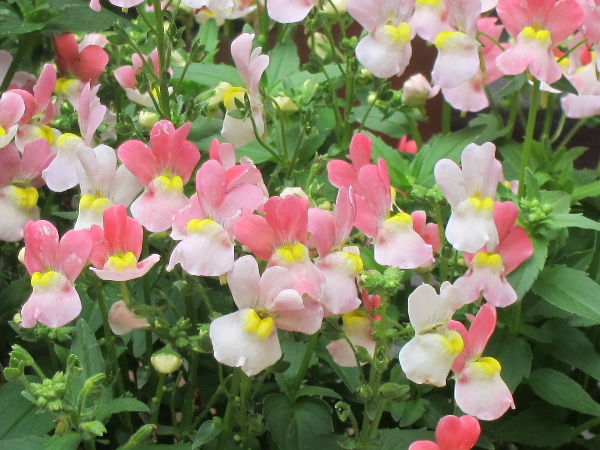 ネメシア うたた寝の合間に