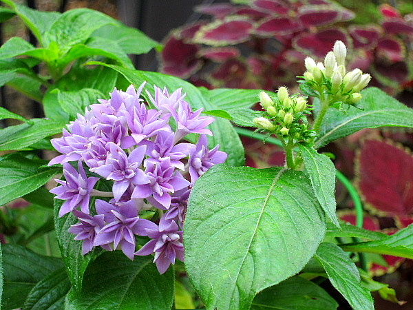 花壇の今とペンタス うたた寝の合間に 花壇の今とペンタス うたた寝の合間に