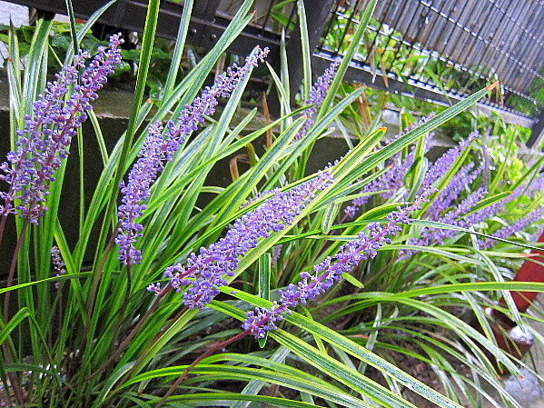 ヒポエステスの花とヤブラン うたた寝の合間に