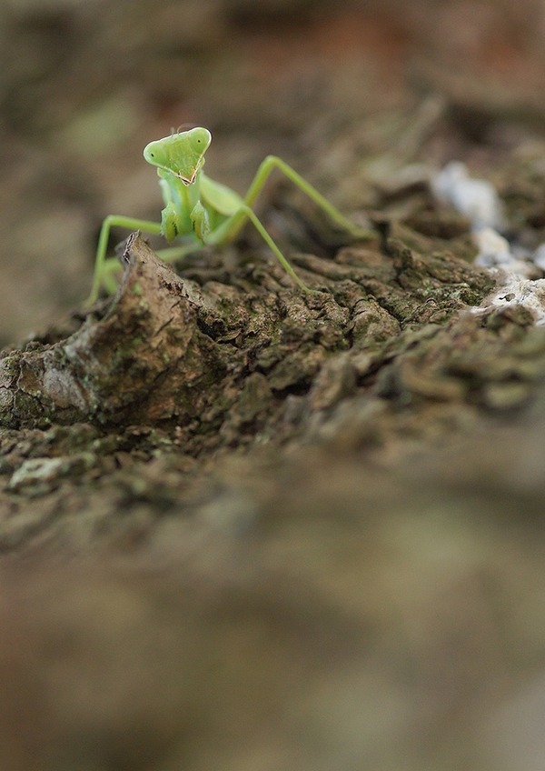 カマキリ (1)