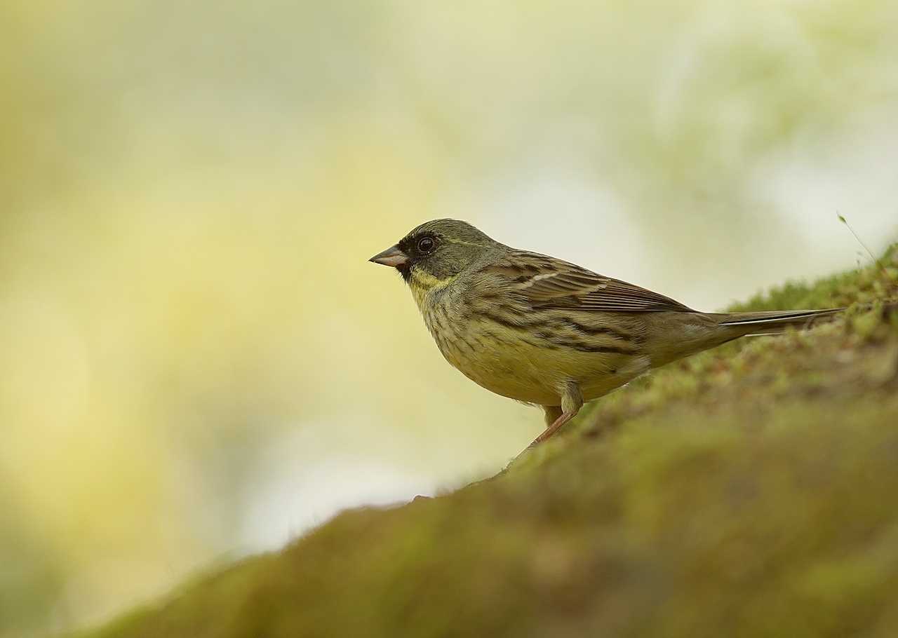 お昼休みの野鳥撮影 アオジ シロハラ ルリビタキ Birdpapaの鳥遊録