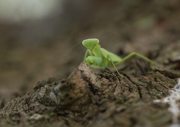 カマキリ (2)